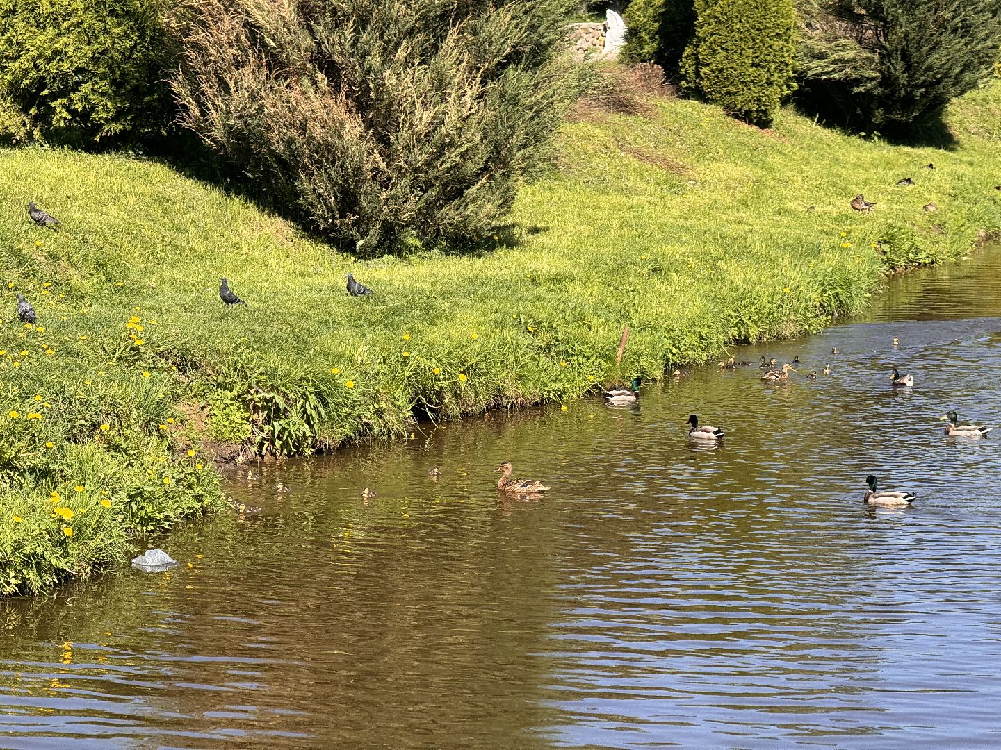 шаховская, утки, утята,