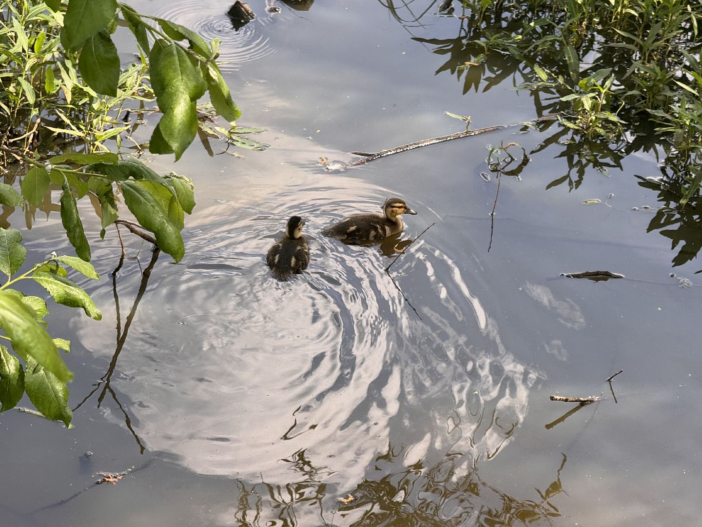 шаховская, утки, утята,