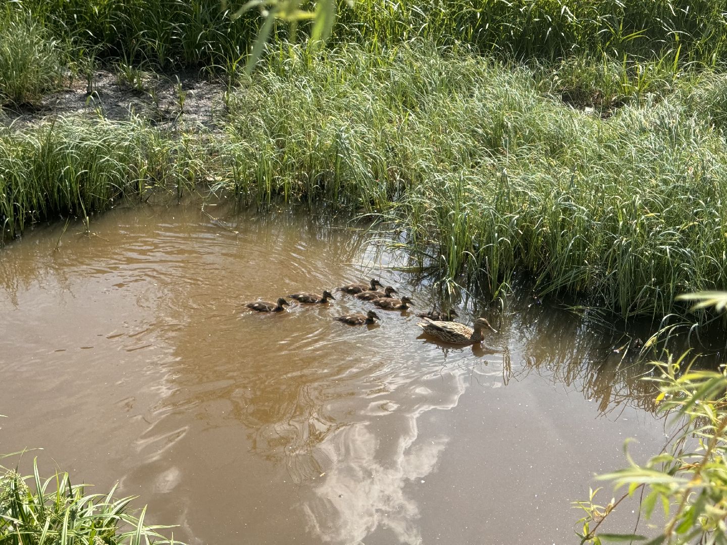 шаховская, утки, утята,