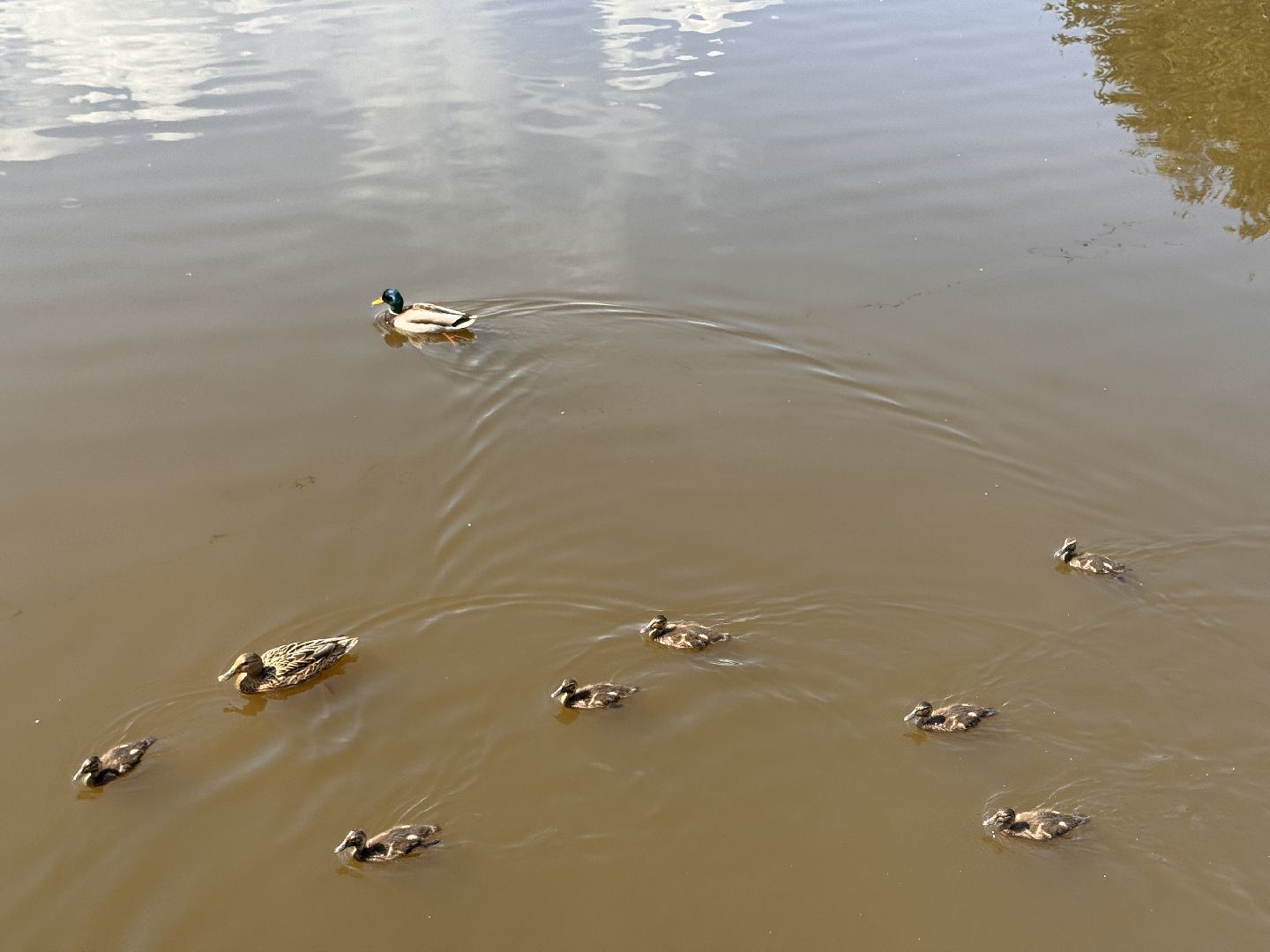 шаховская, утки, утята,