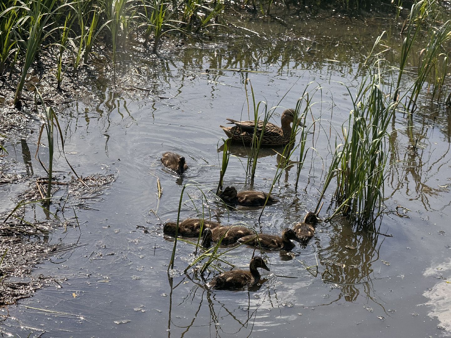 шаховская, утки, утята,