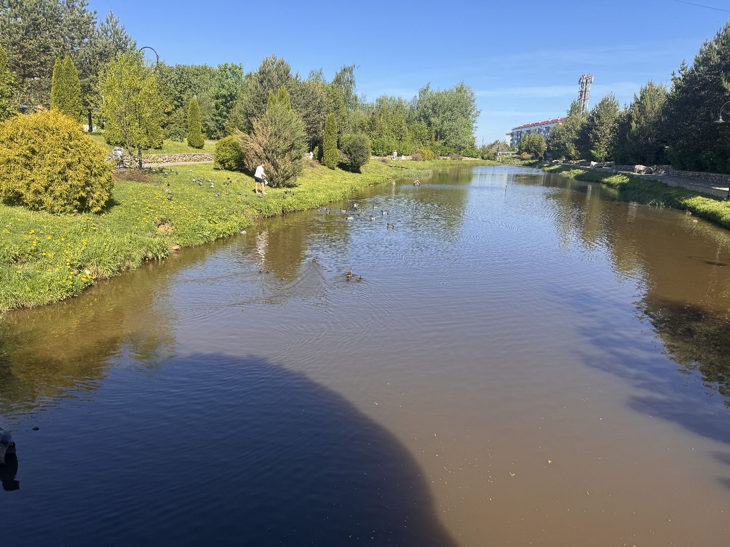 шаховская, утки, утята,