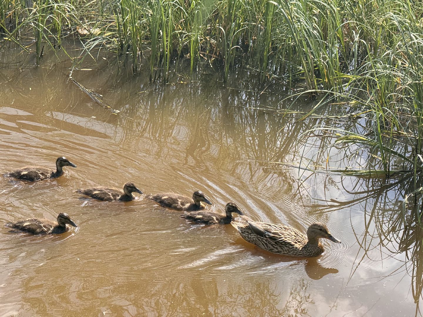 шаховская, утки, утята,