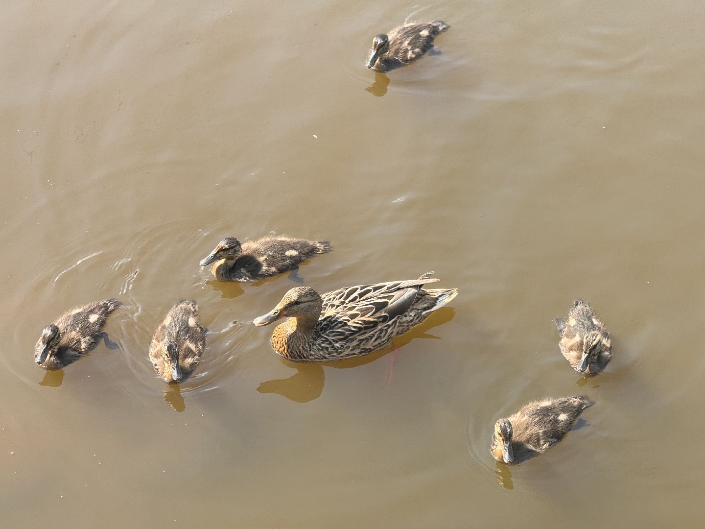 шаховская, утки, утята,
