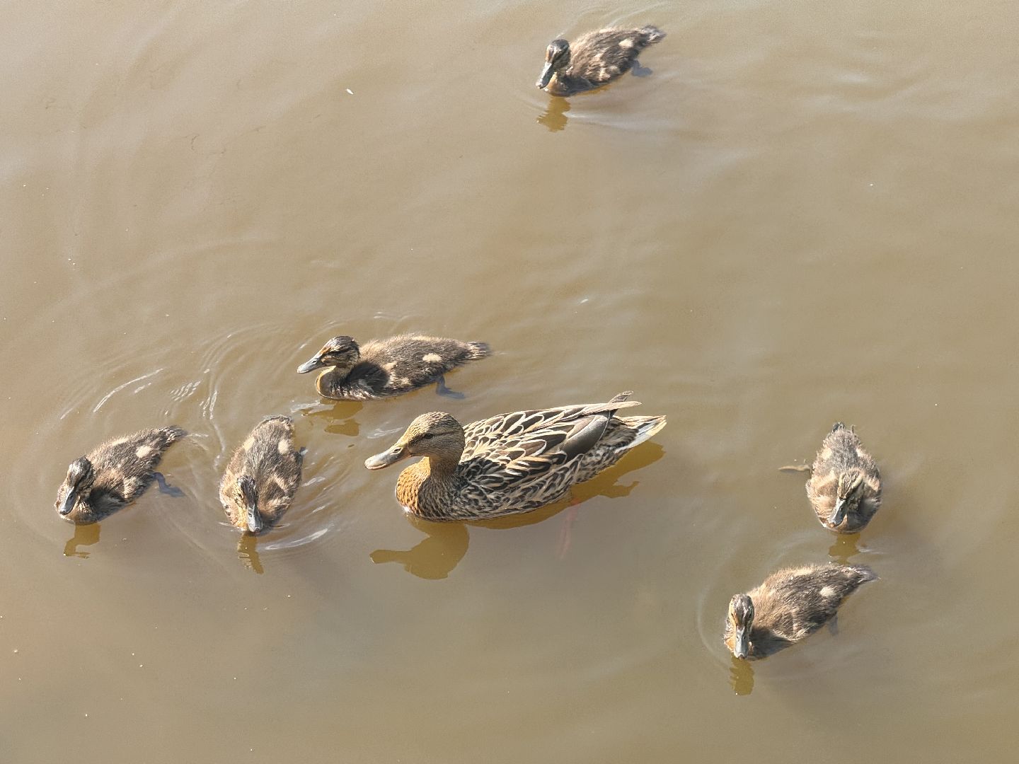 шаховская, утки, утята,