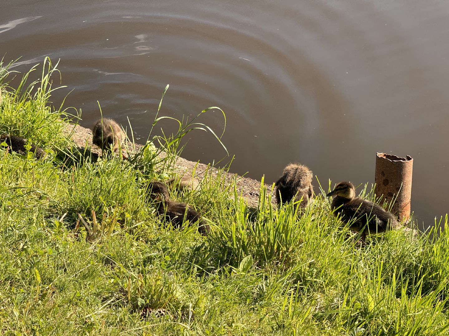 шаховская, утки, утята,