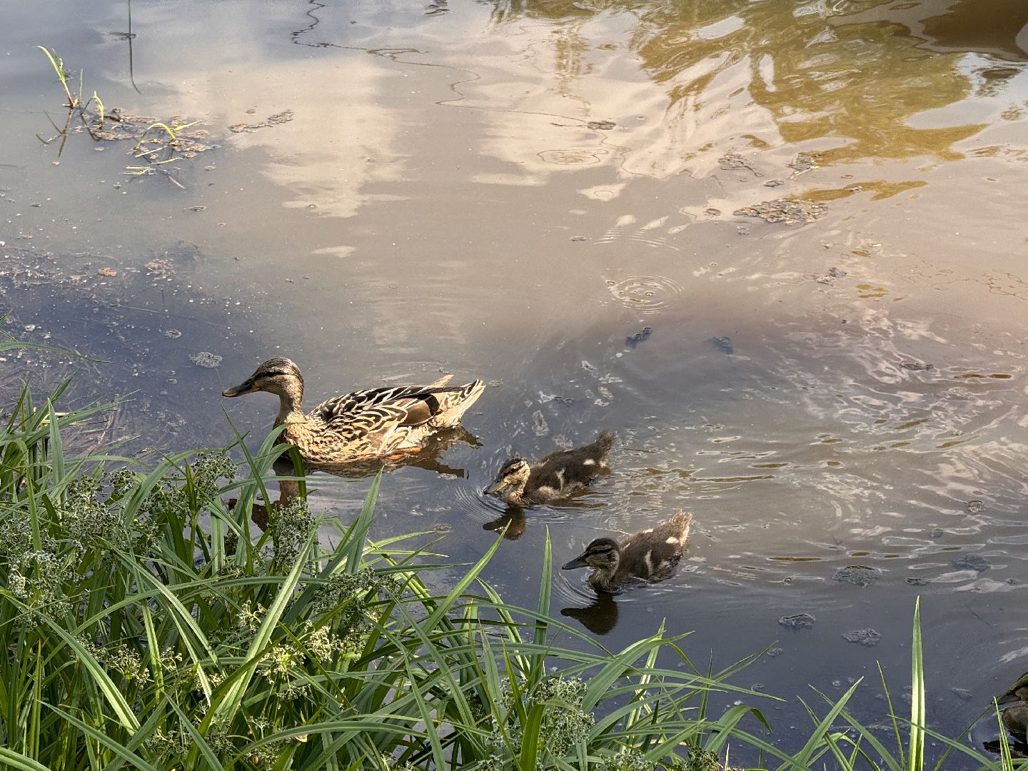 шаховская, утки, утята,