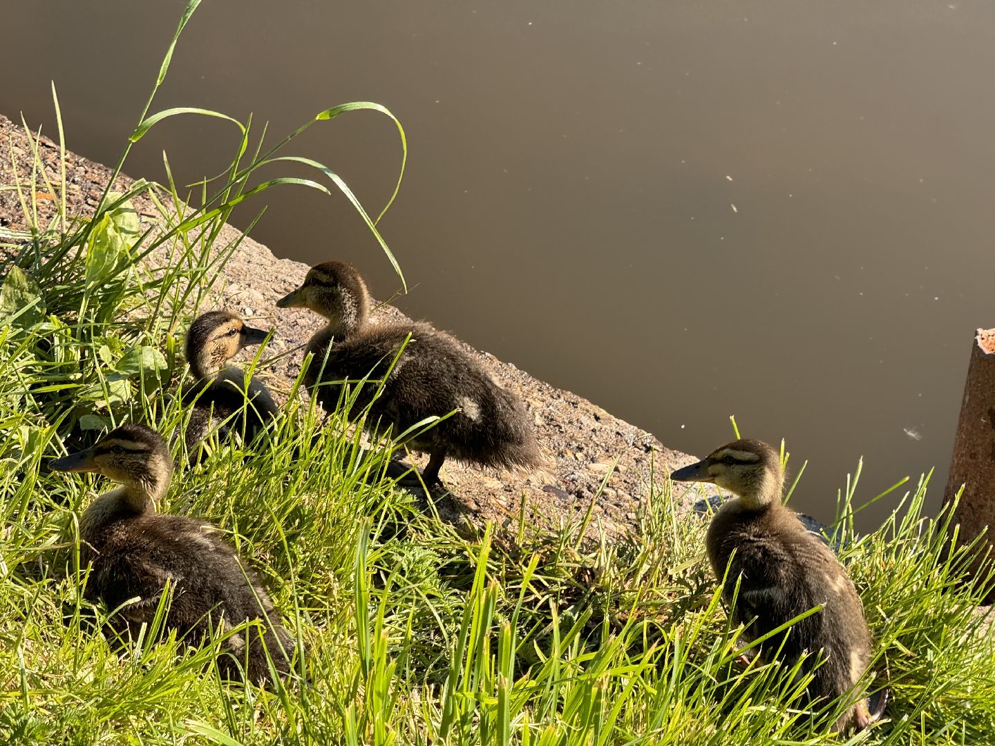 шаховская, утки, утята,