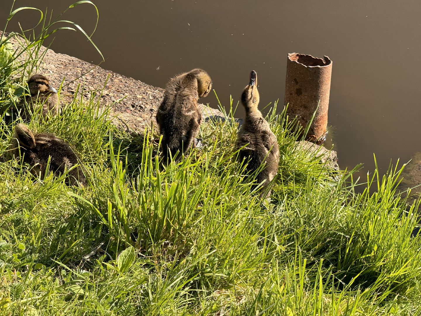 шаховская, утки, утята,