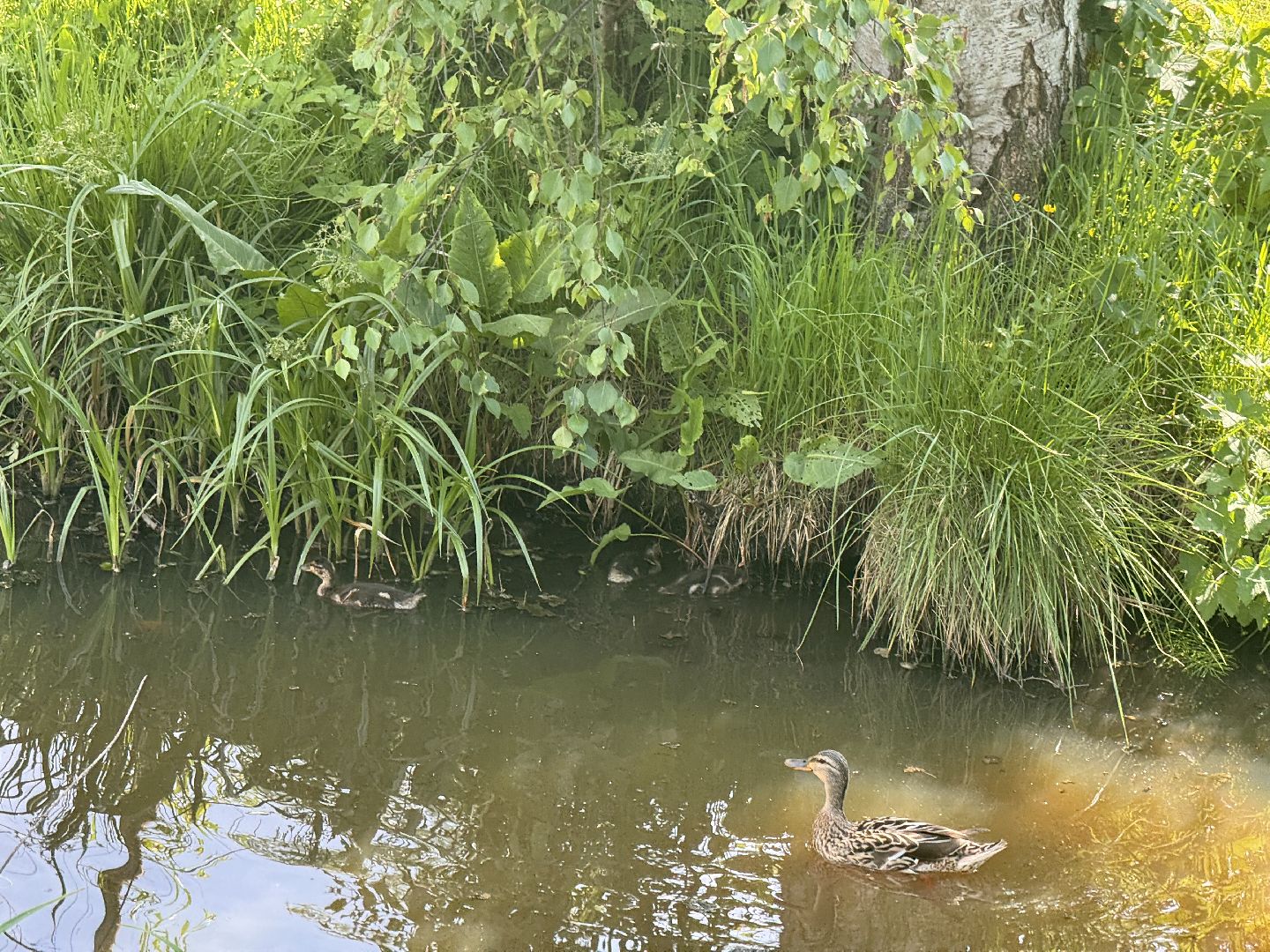 шаховская, утки, утята,