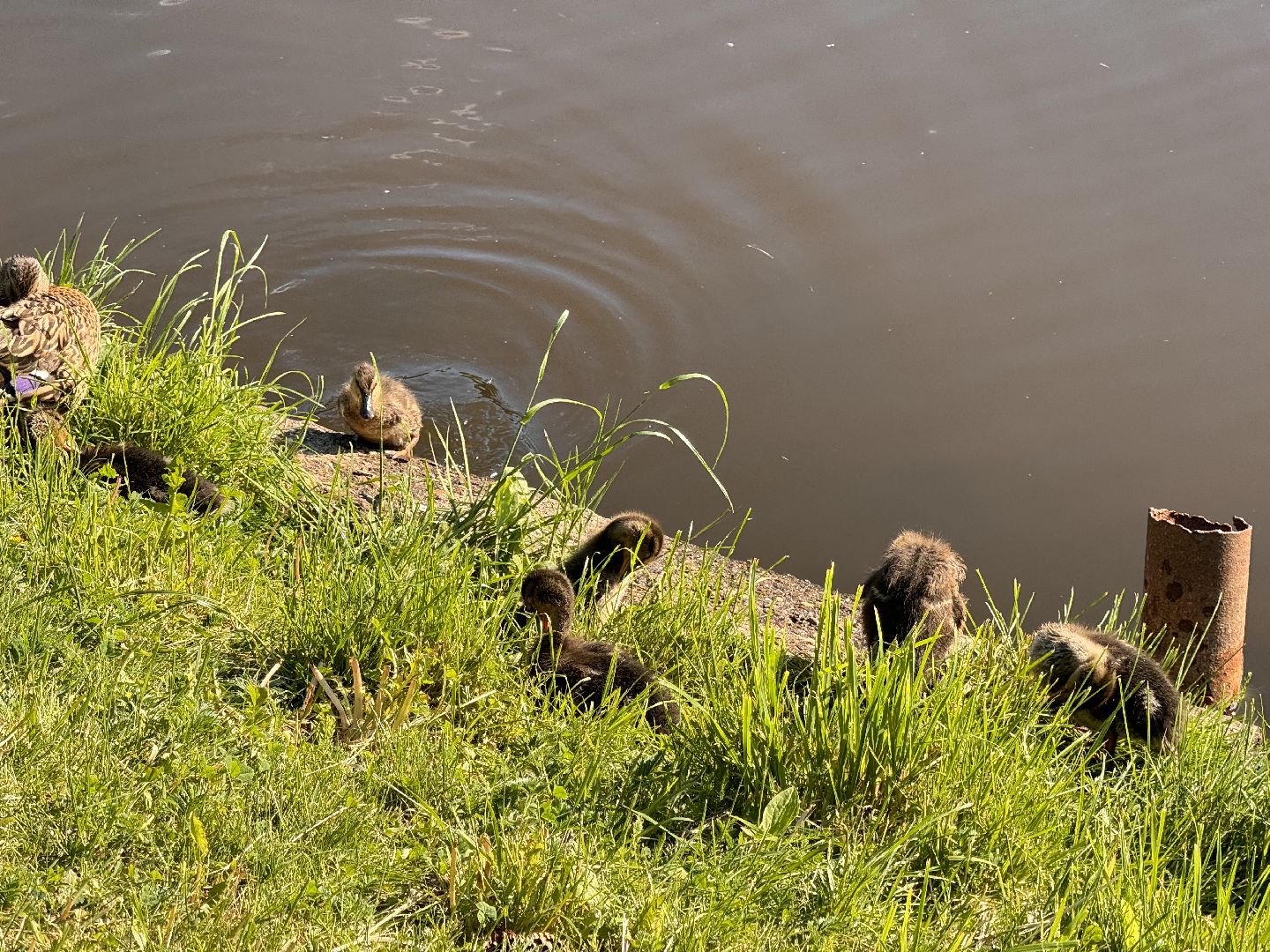 шаховская, утки, утята,