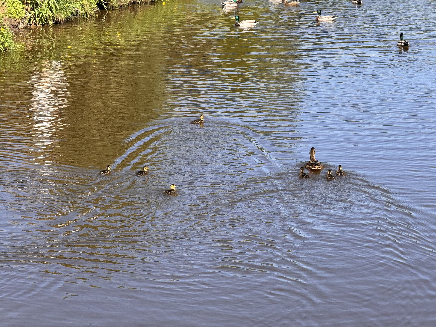 шаховская, утки, утята,
