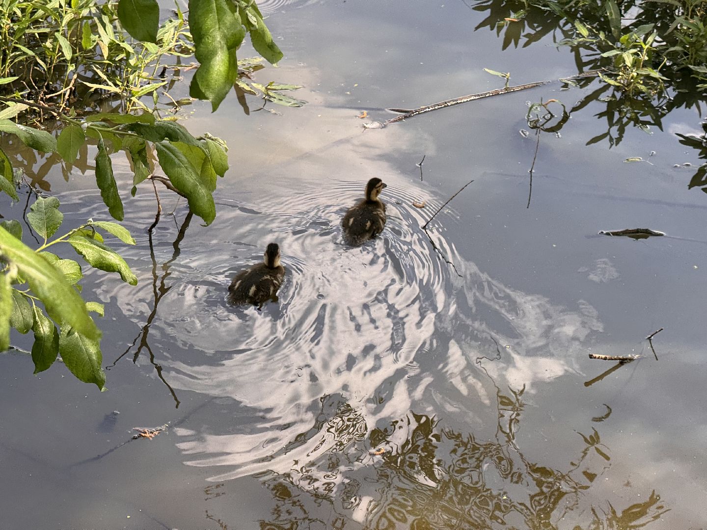 шаховская, утки, утята,
