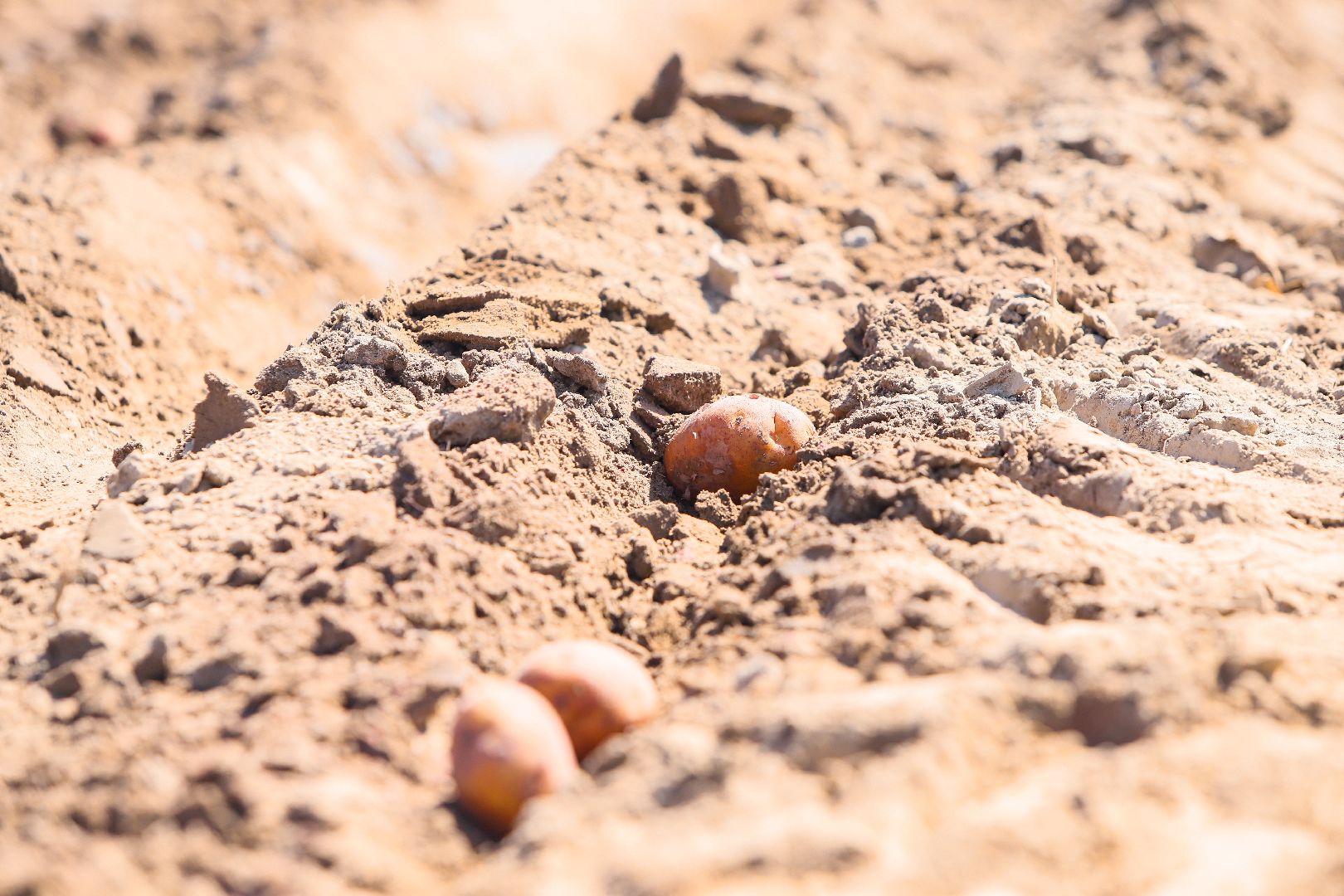 посевная, аграрии, Агрофорвард, Большая Шатура, картофель,