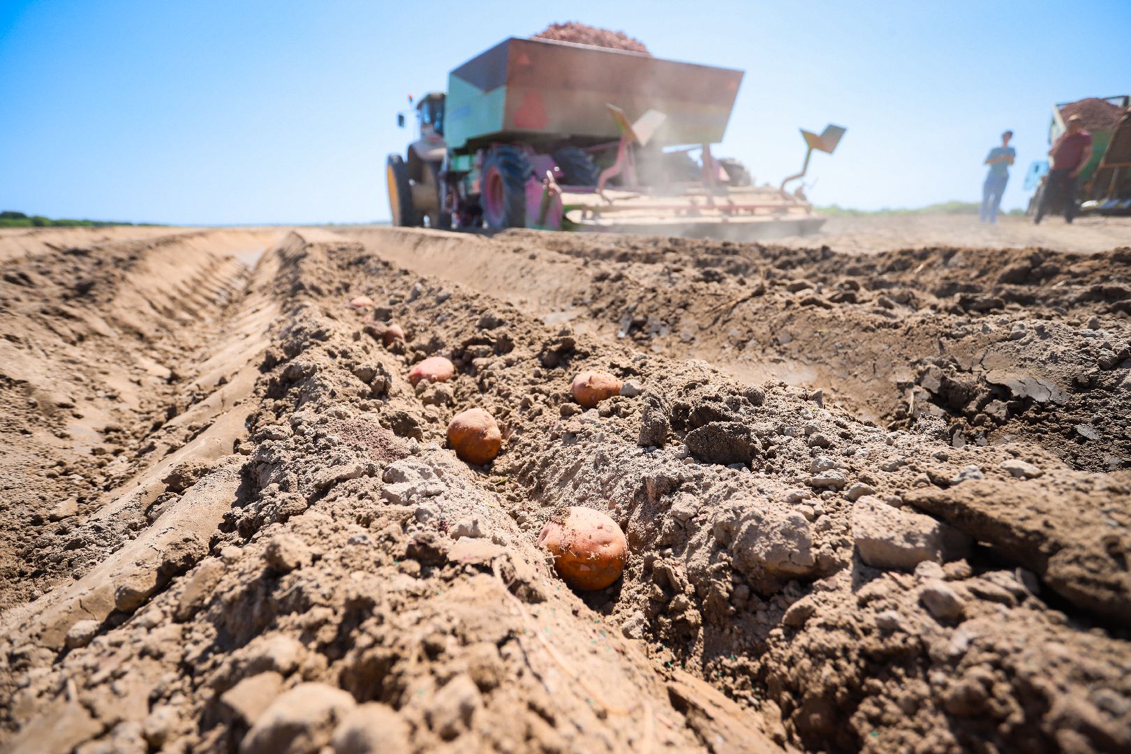 посевная, аграрии, Агрофорвард, Большая Шатура, картофель,