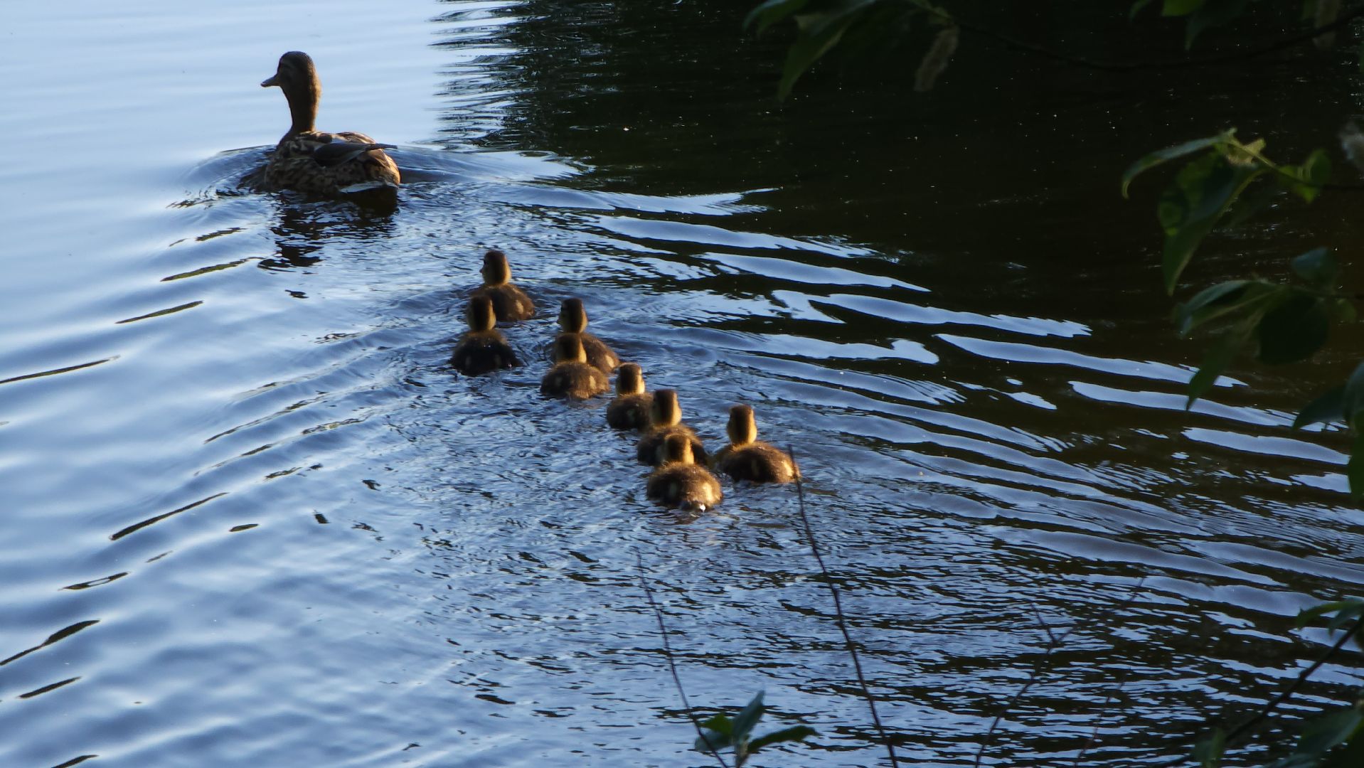 парки подмосковья, Лосино-Петровский, животные, птицы,