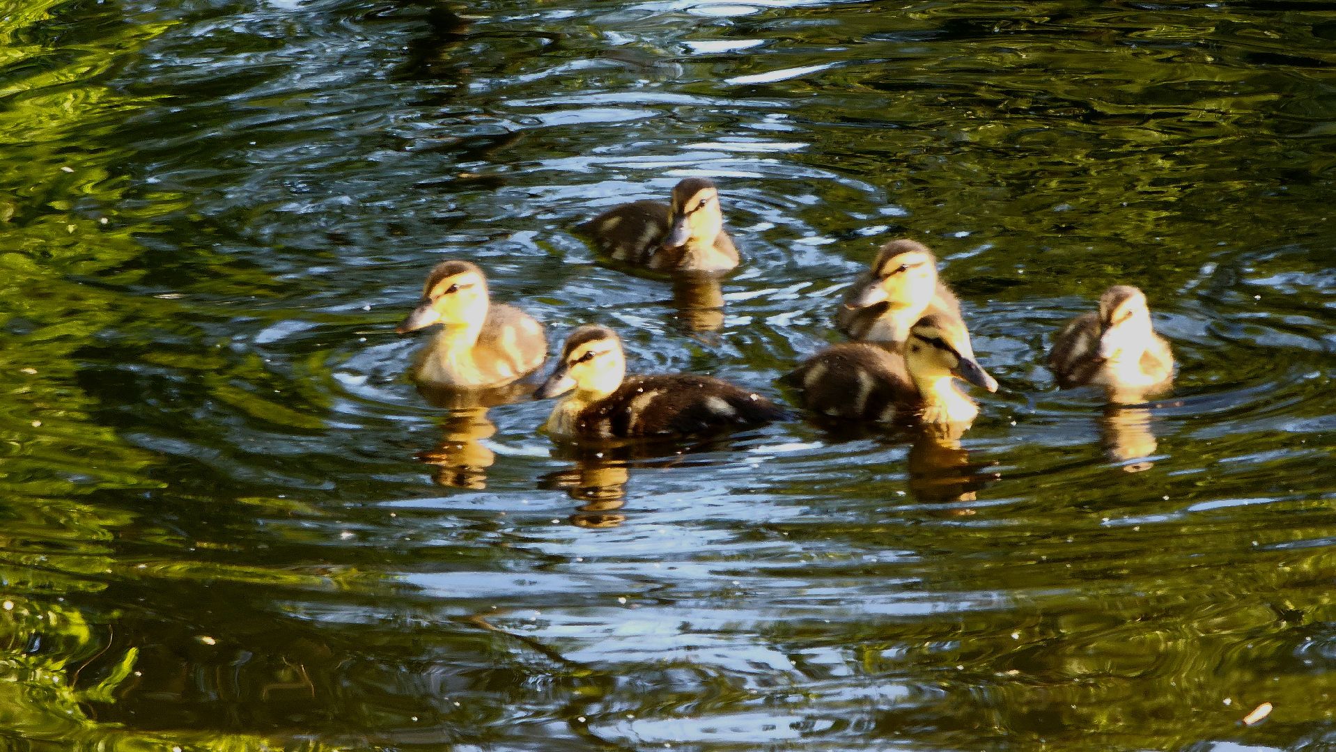 парки подмосковья, Лосино-Петровский, животные, птицы,