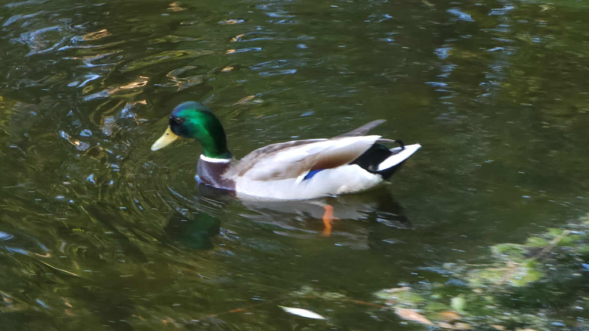 парки подмосковья, Лосино-Петровский, животные, птицы,