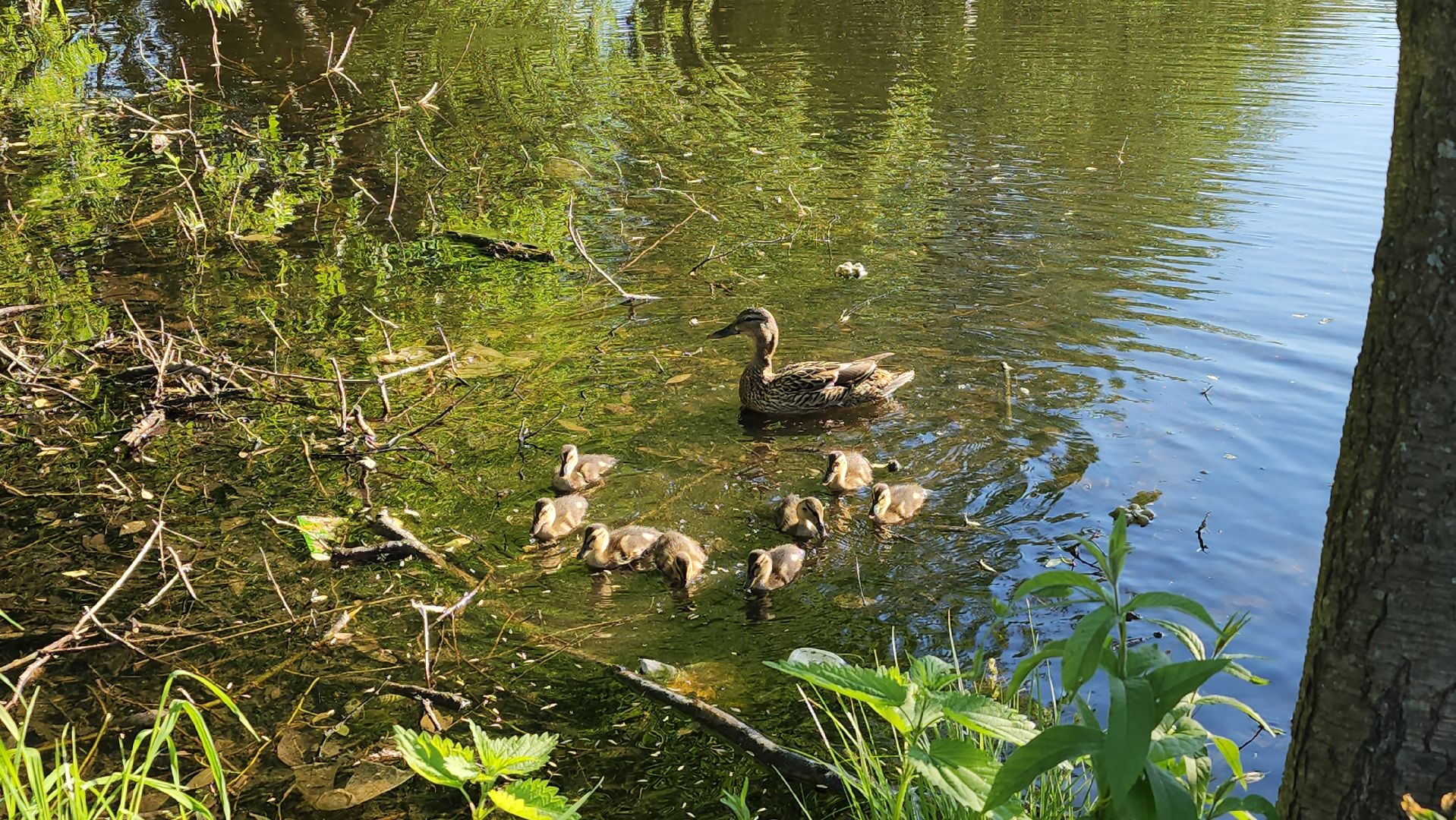 парки подмосковья, Лосино-Петровский, животные, птицы,
