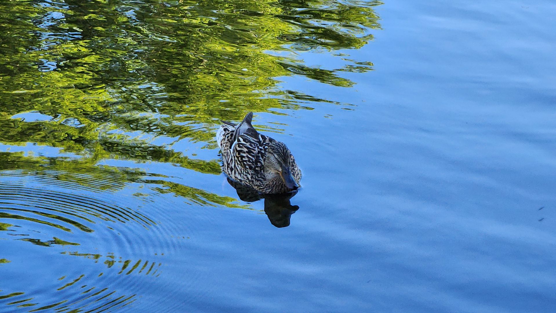 парки подмосковья, Лосино-Петровский, животные, птицы,