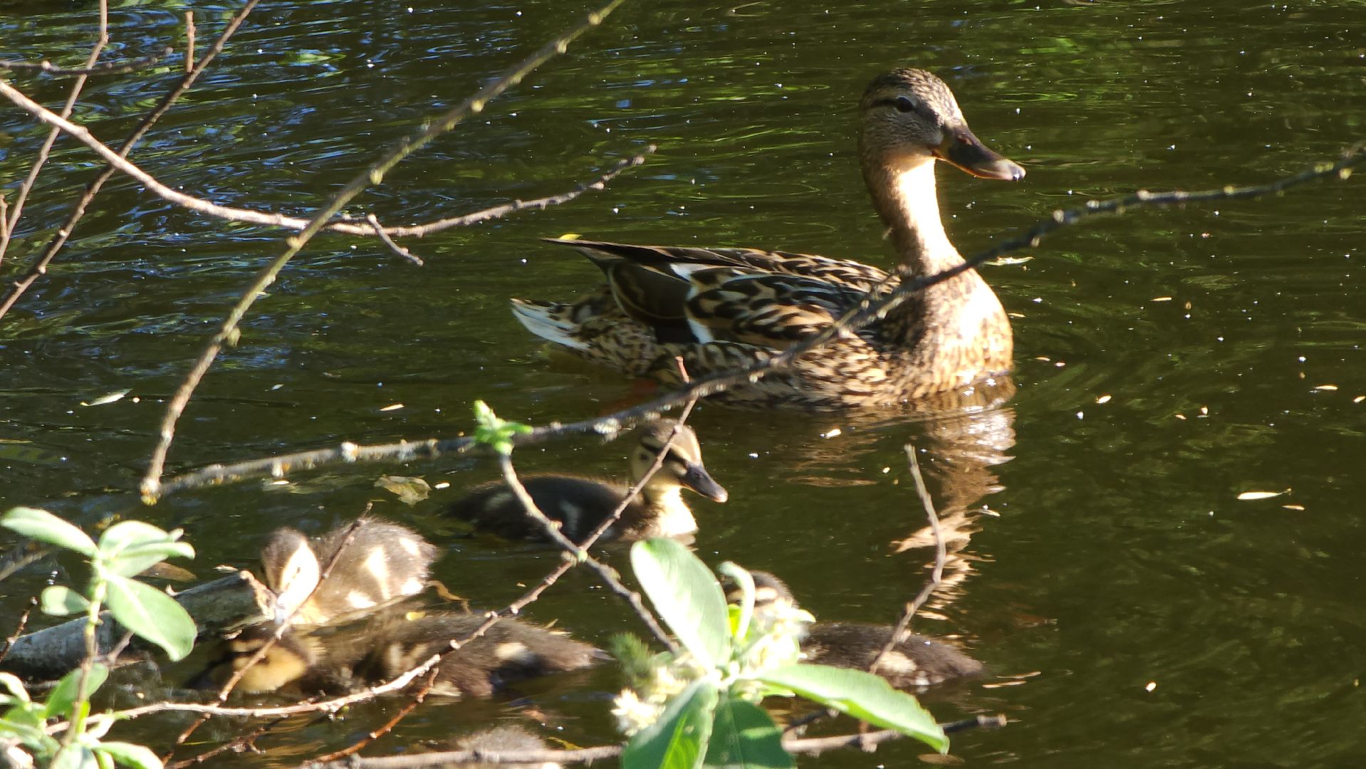 парки подмосковья, Лосино-Петровский, животные, птицы,