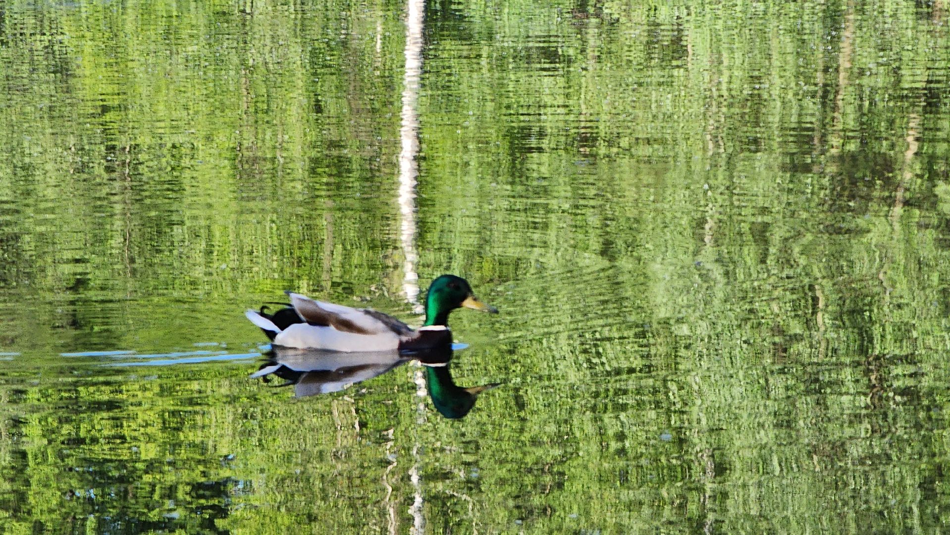 парки подмосковья, Лосино-Петровский, животные, птицы,