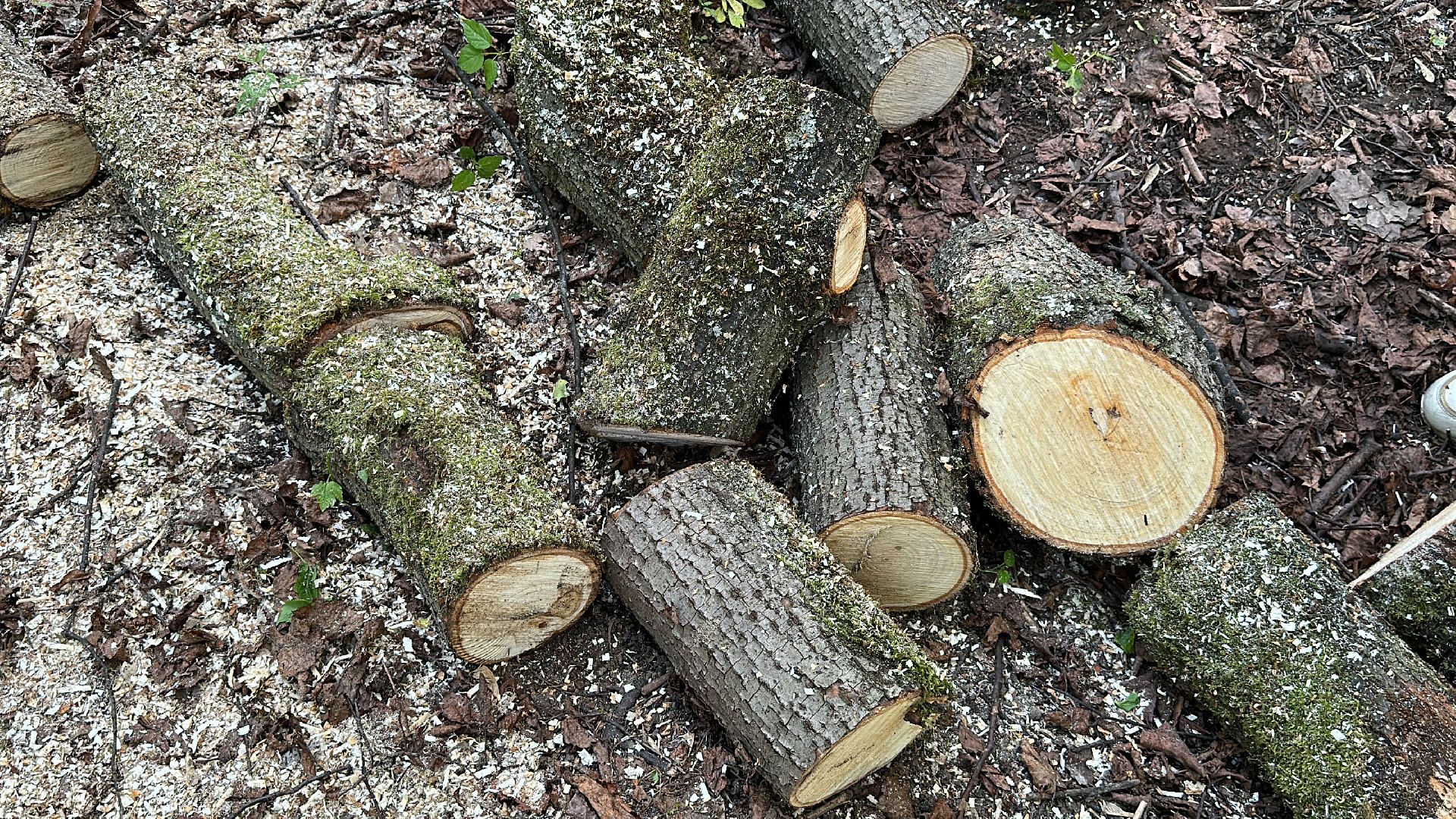 Клин, общество, субботники, Подмосковье, Волонтеры Подмосковья, экология, молодежь,