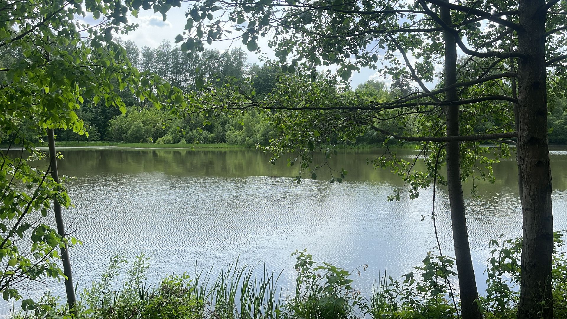 благоустройство, пруд, набережная, лесопарк, кучинский лесопарк,