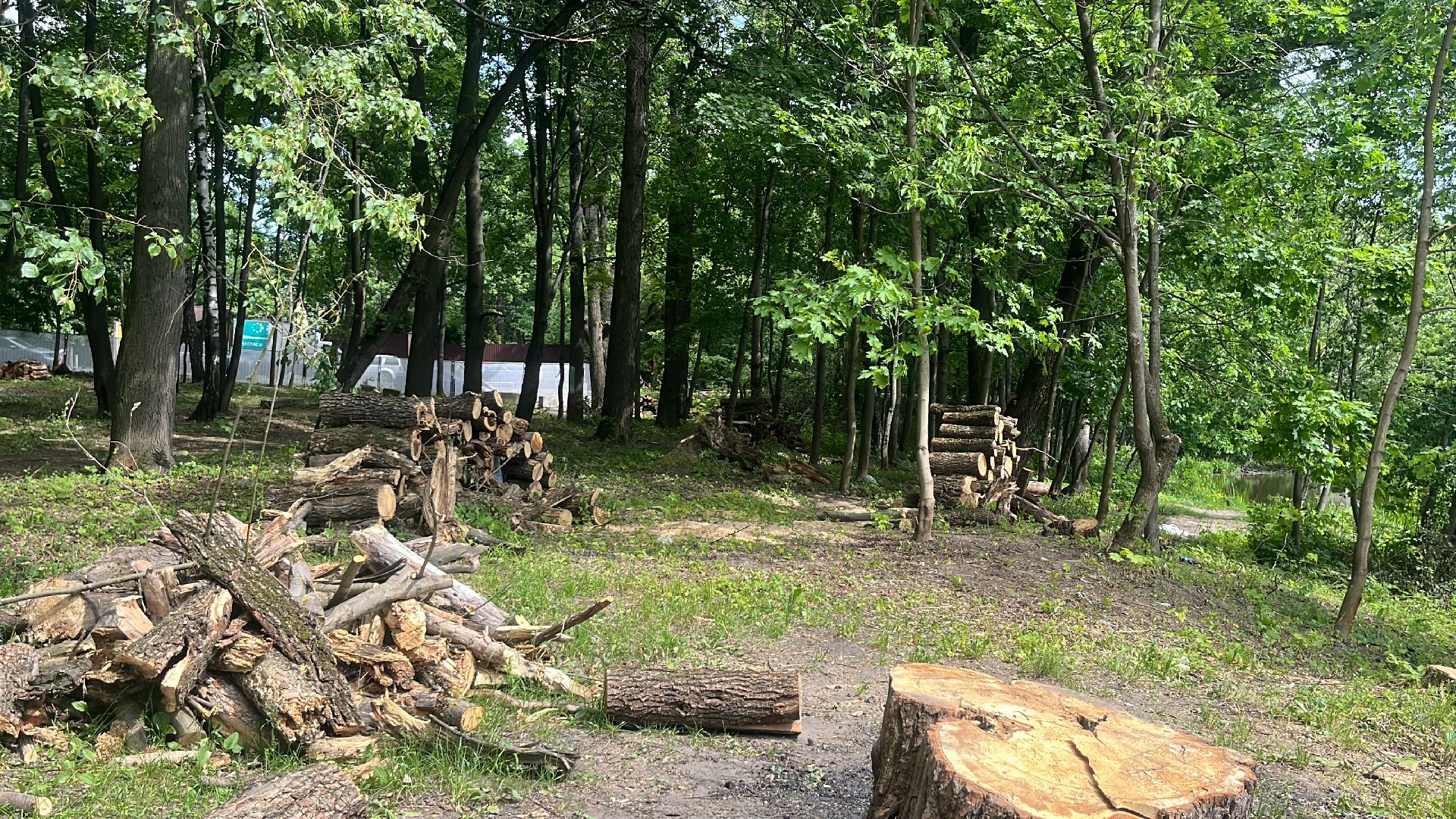 благоустройство, пруд, набережная, лесопарк, кучинский лесопарк,