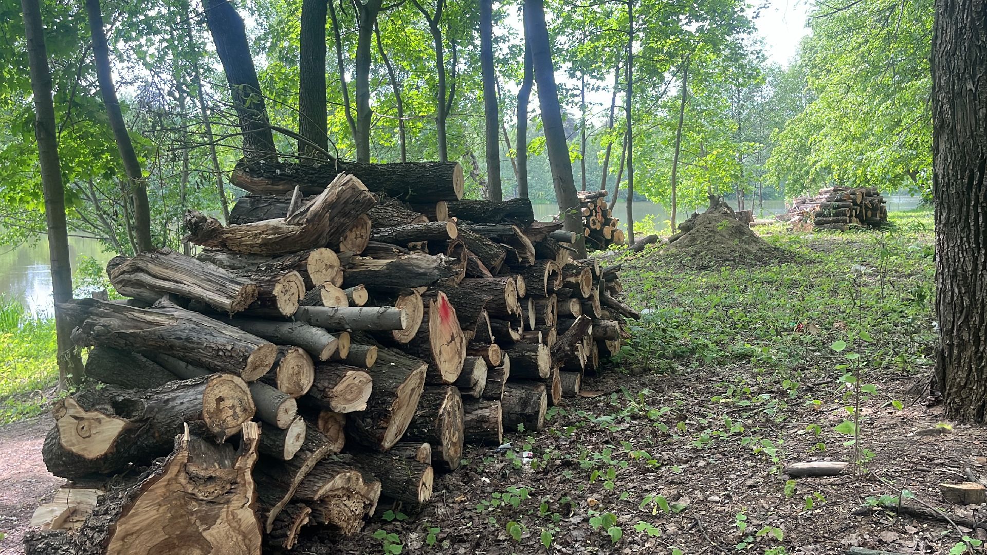 благоустройство, пруд, набережная, лесопарк, кучинский лесопарк,
