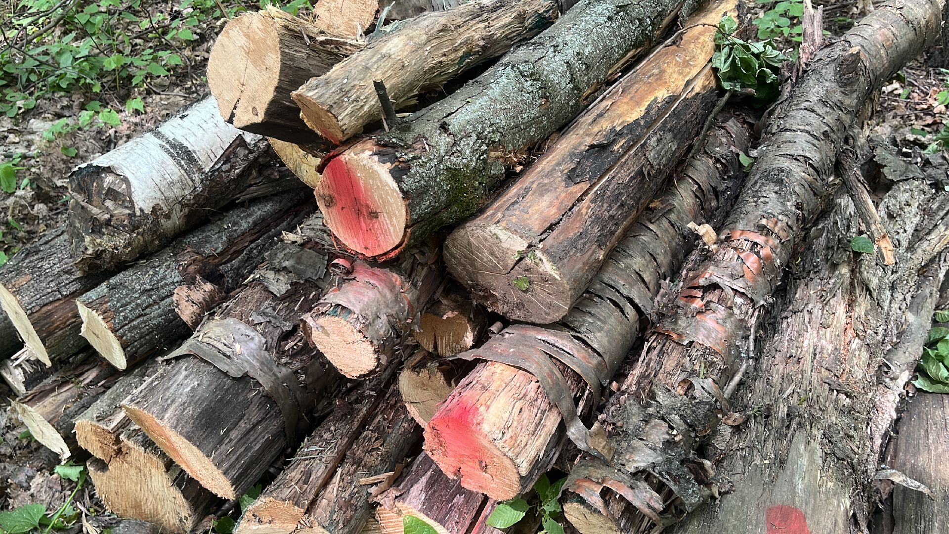 благоустройство, пруд, набережная, лесопарк, кучинский лесопарк,