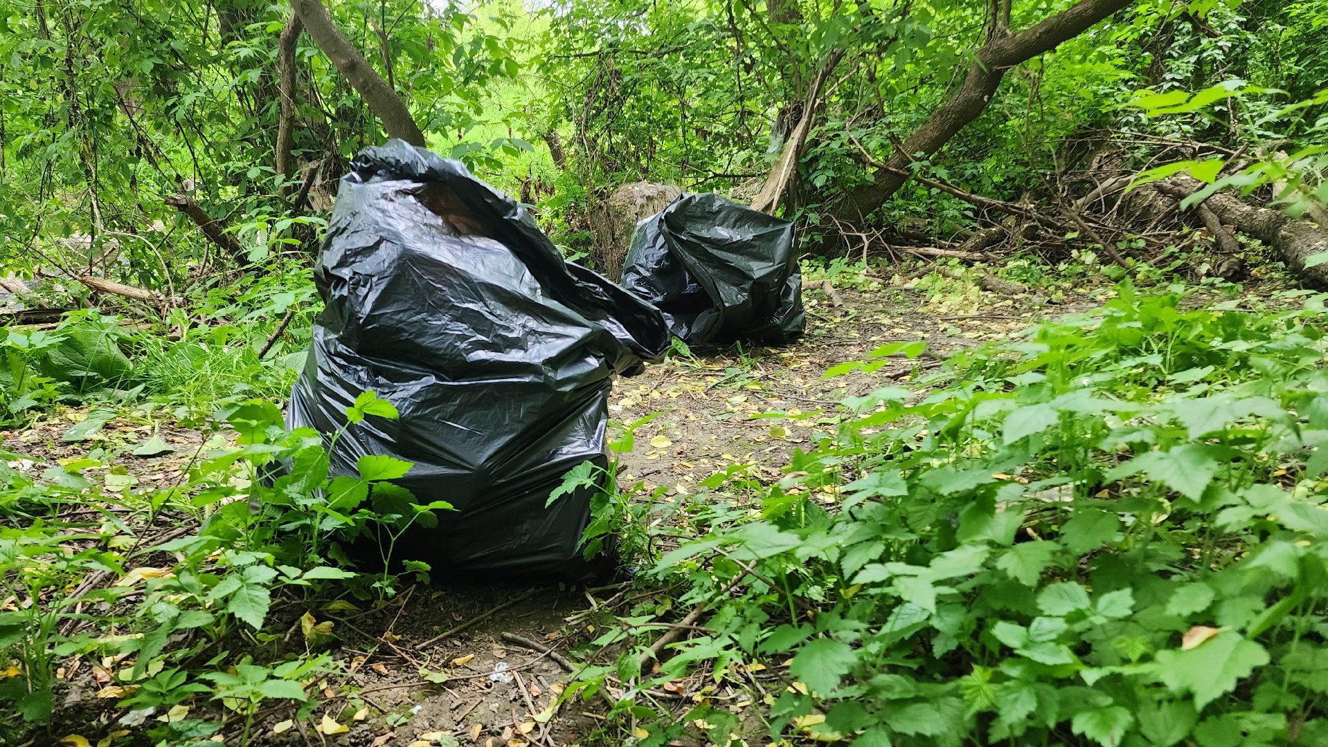 Домодедово, Подмосковье, Экология, Окружающая среда, Очистка берега,