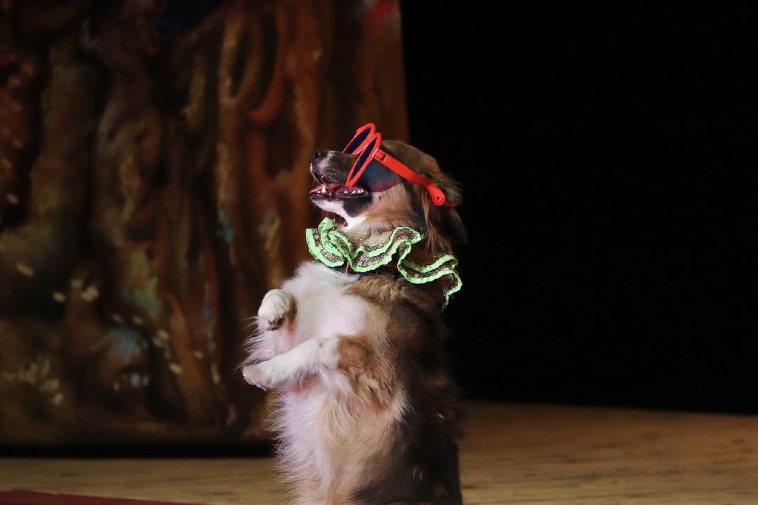 Фрязино, общество