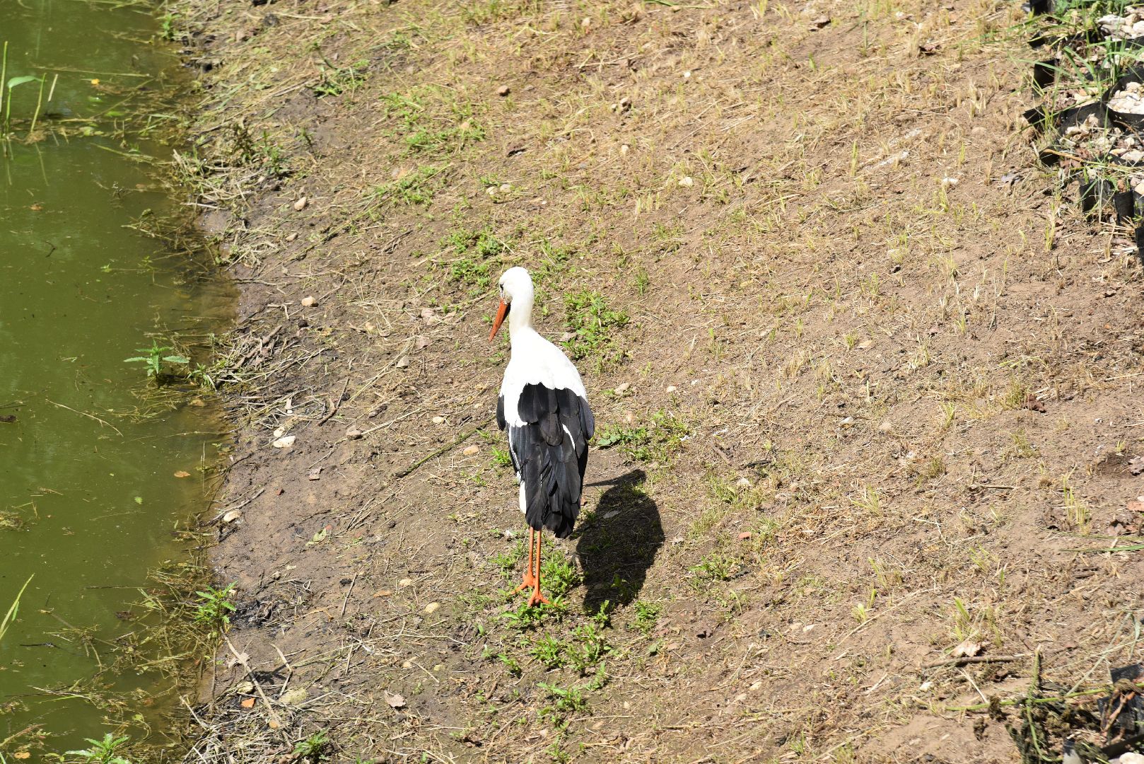 лотошино, лотошинский парк, день защиты детей, парки подмосковья, фонтан, дети,