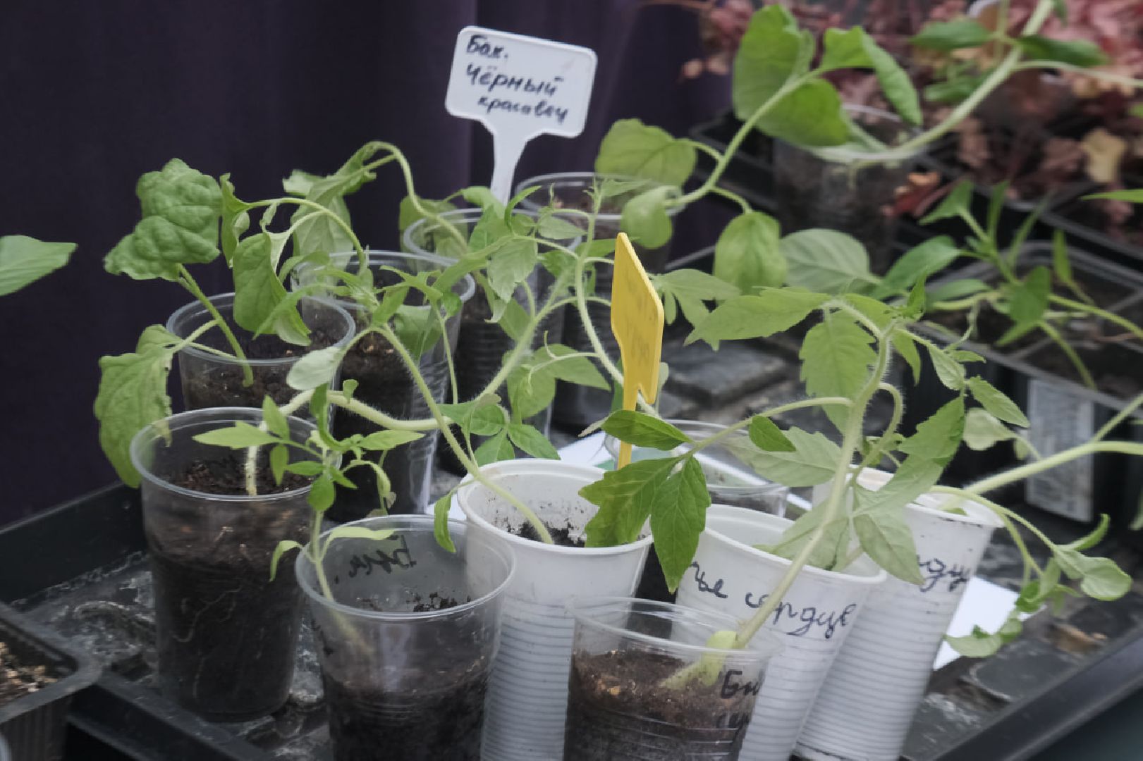 пущино, серпухов, общество, день защиты детей,