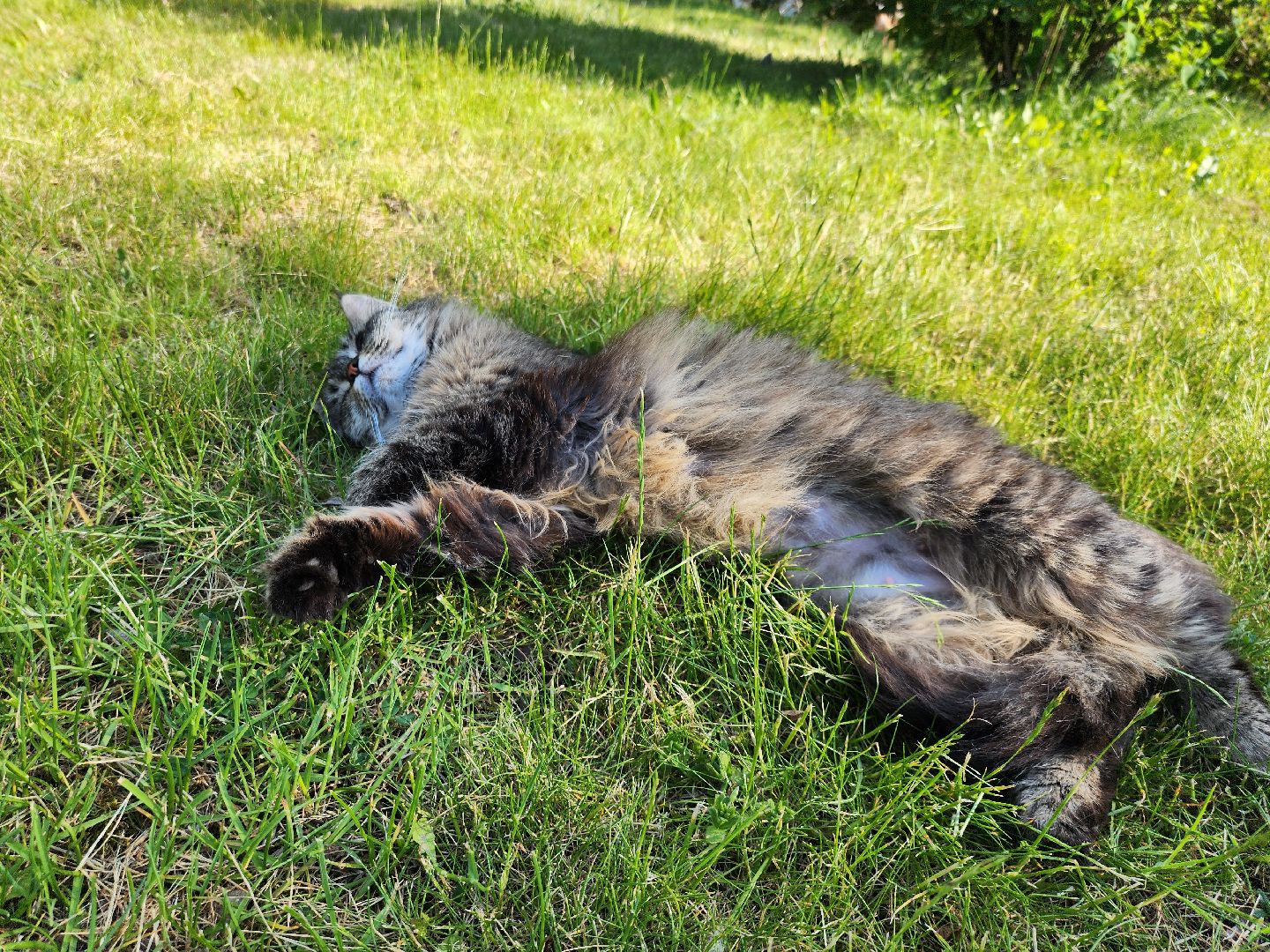 сквер, сквер Солнышко, колюбакино, благоустройство, реконструкция сквера, руза, рузский городской округ,