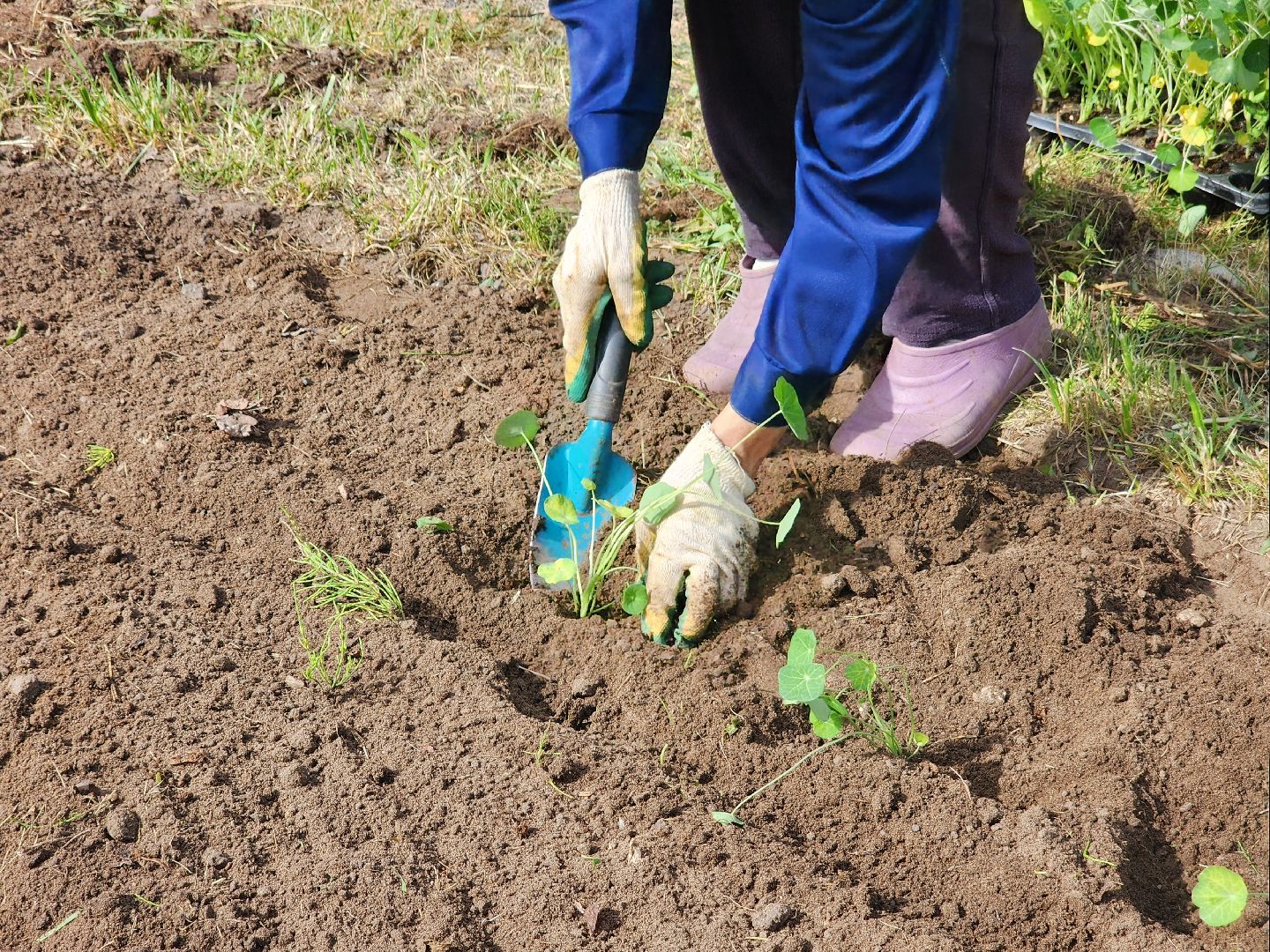Цветы, Благоустройство, Клумбы, Протвино, Сезонное благоустройство,