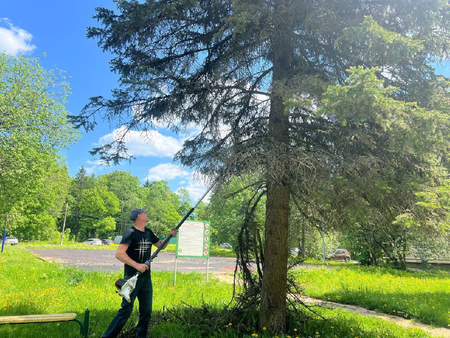 деревья, опиловка деревьев, сухостой,