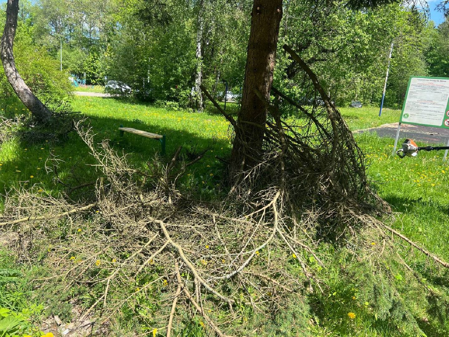 деревья, опиловка деревьев, сухостой,