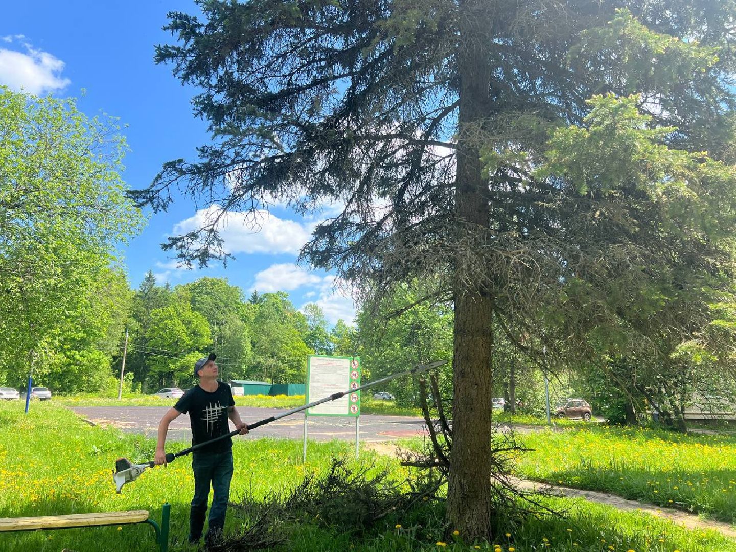 деревья, опиловка деревьев, сухостой,