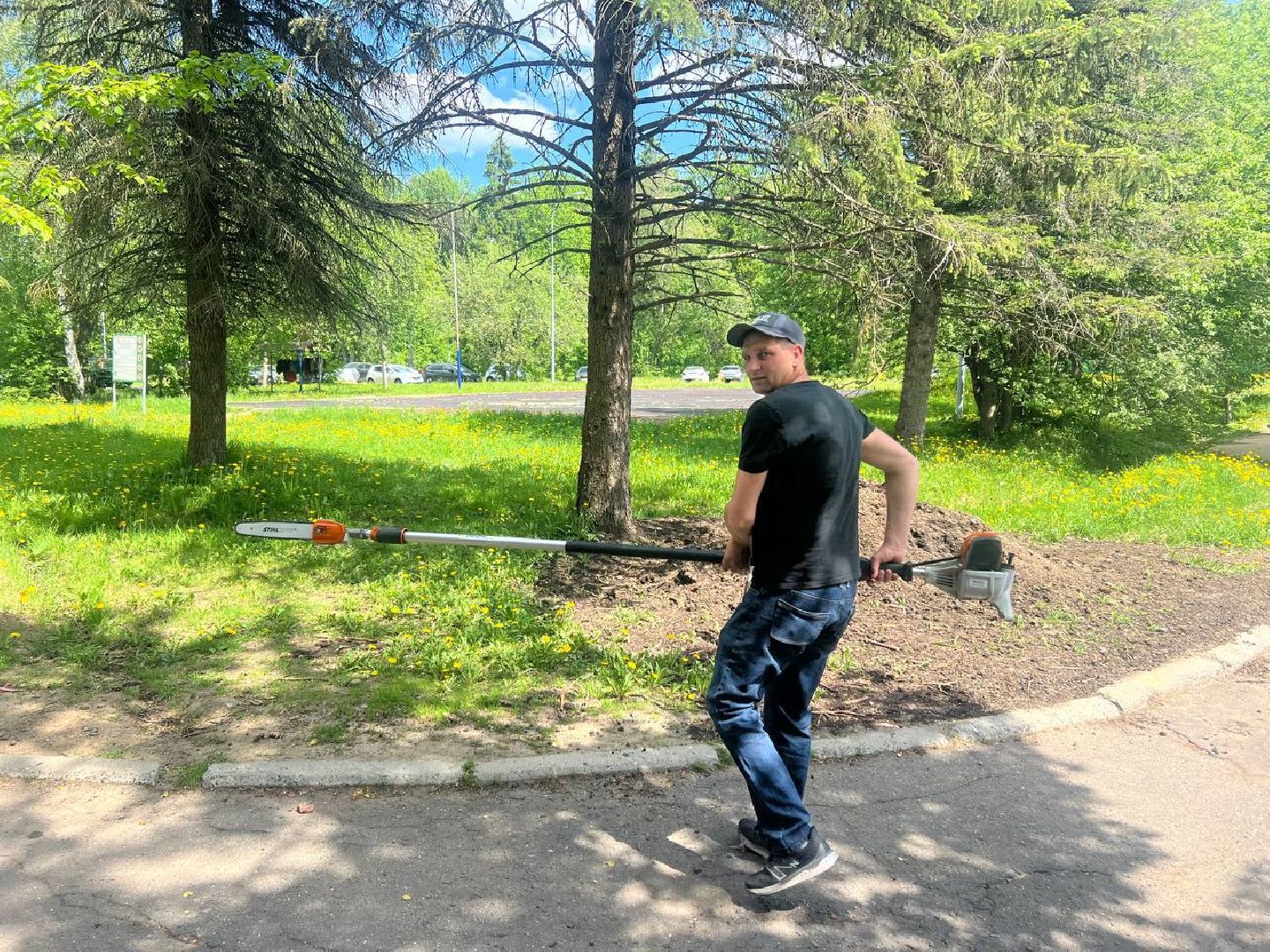 деревья, опиловка деревьев, сухостой,