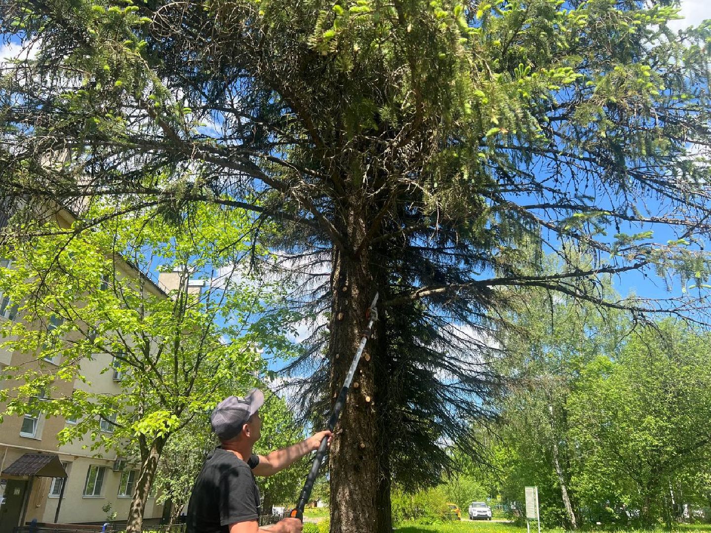 деревья, опиловка деревьев, сухостой,