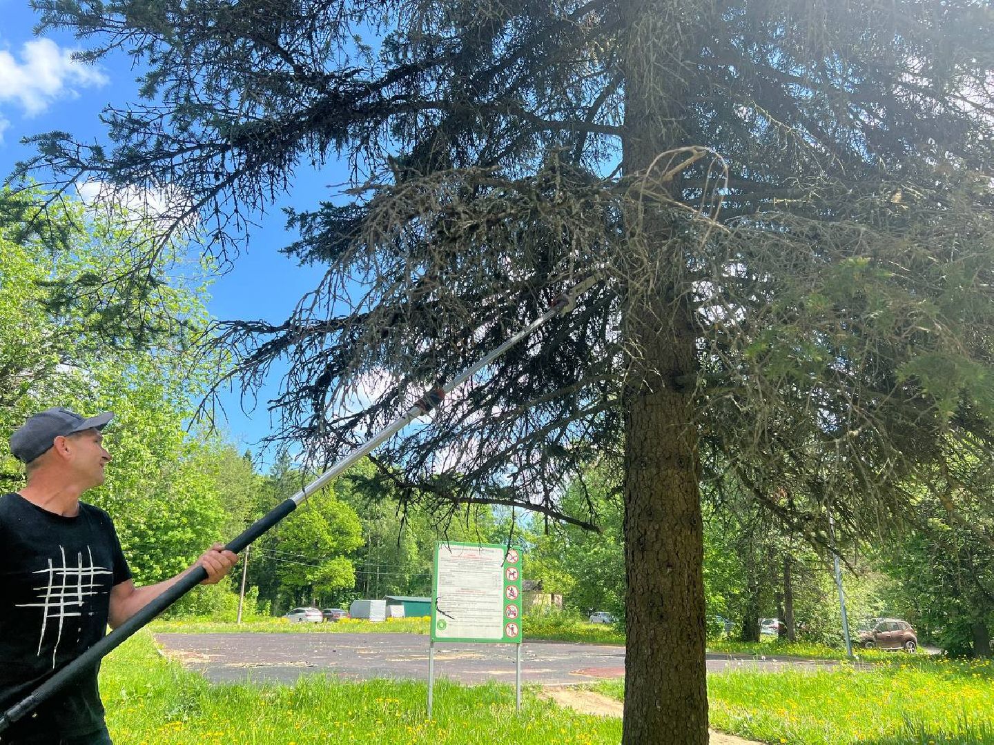 деревья, опиловка деревьев, сухостой,