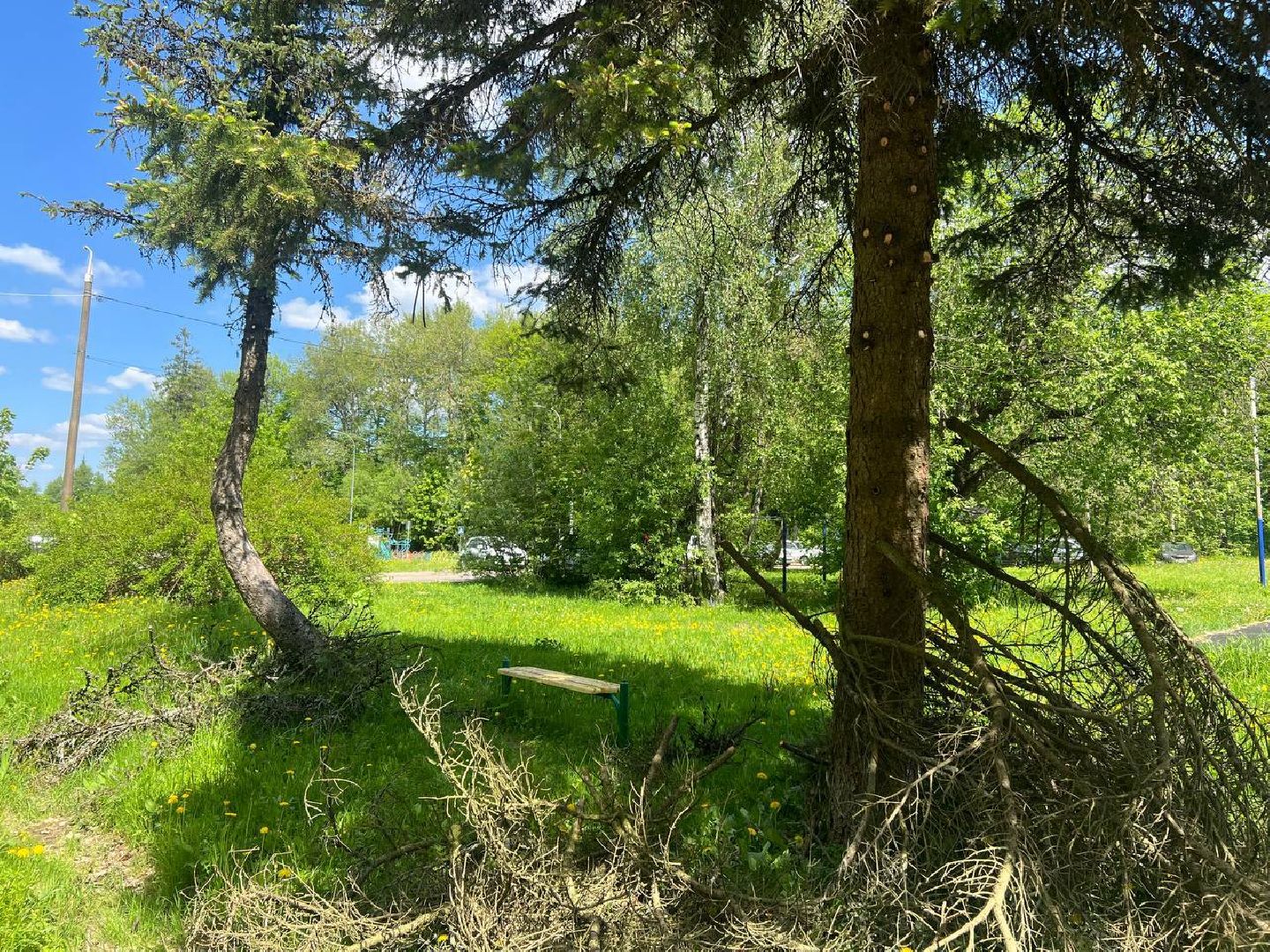 деревья, опиловка деревьев, сухостой,