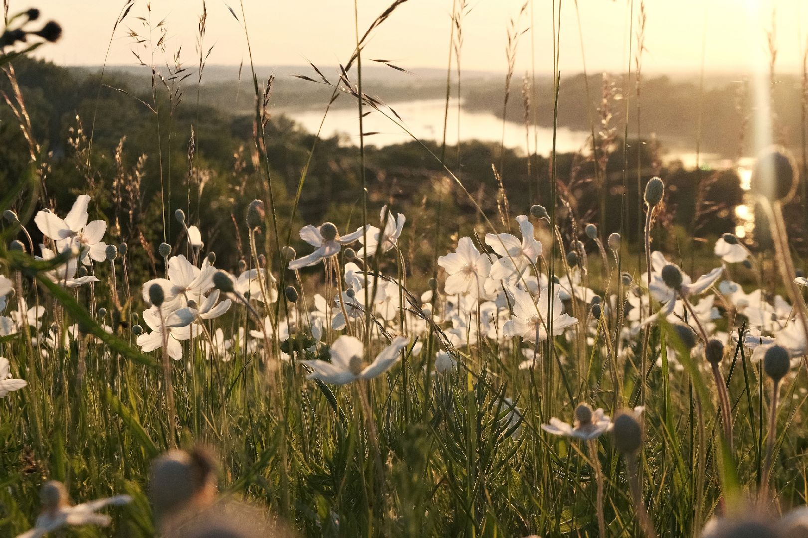 пущино, серпухов, туризм в подмосковье, лето в подмосковье,
