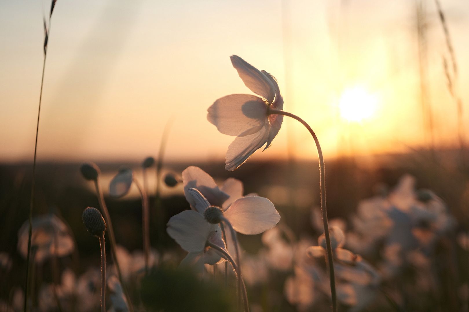 пущино, серпухов, туризм в подмосковье, лето в подмосковье,