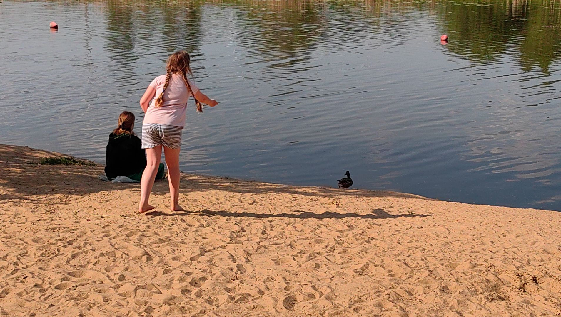 утки, корм для уток, аппарат с кормом, парк, река, щёлково, животные,