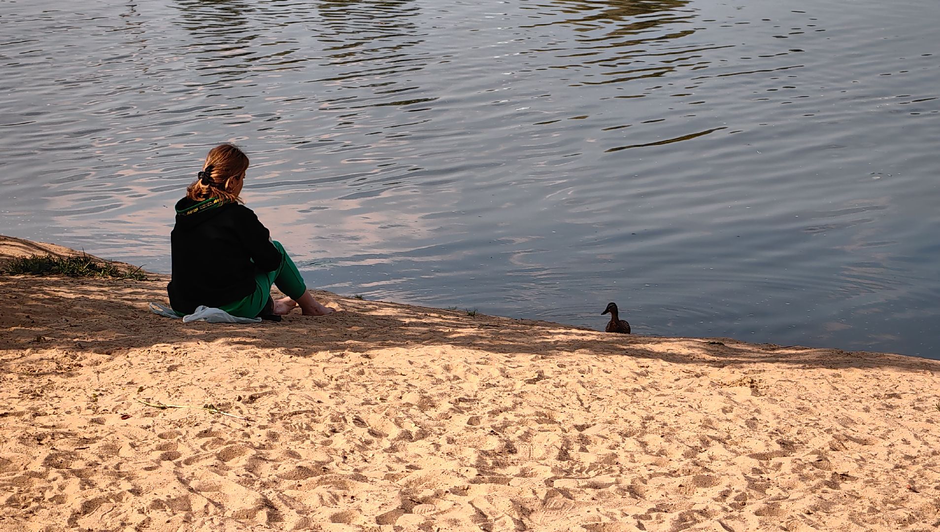 утки, корм для уток, аппарат с кормом, парк, река, щёлково, животные,