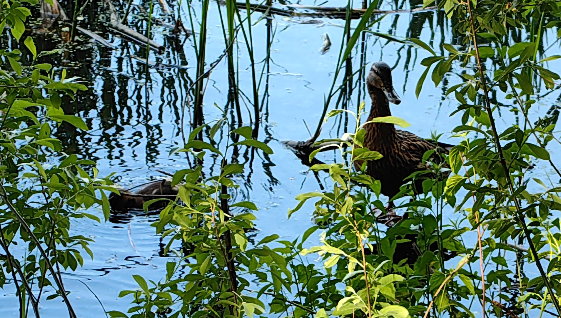 утки, корм для уток, аппарат с кормом, парк, река, щёлково, животные,