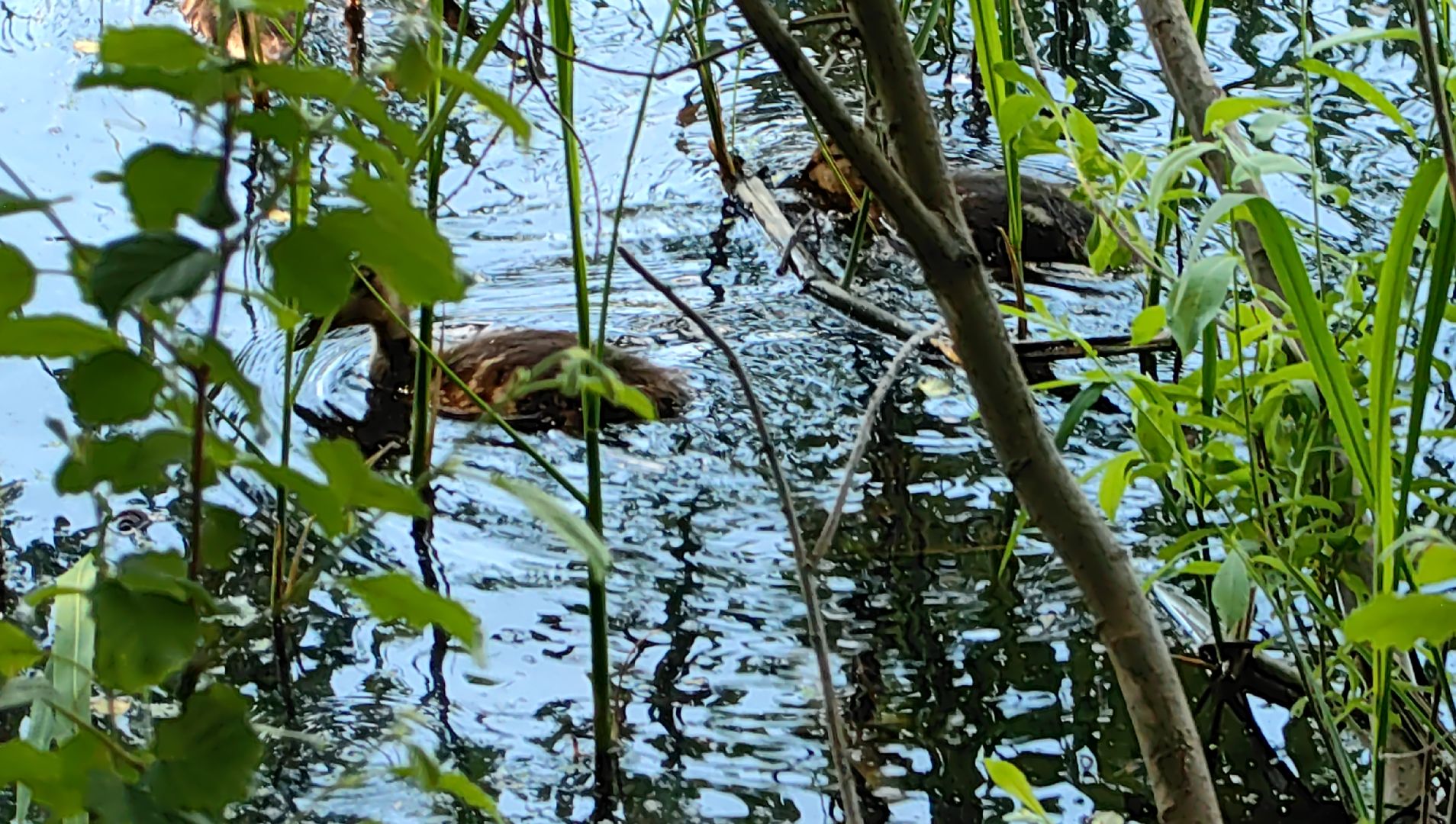 утки, корм для уток, аппарат с кормом, парк, река, щёлково, животные,